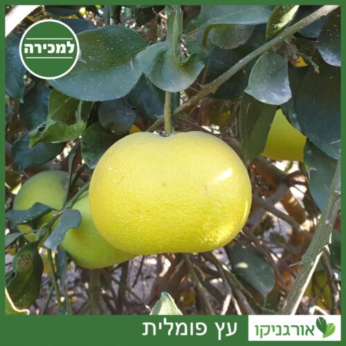 עץ פומלית למכירה - מחיר