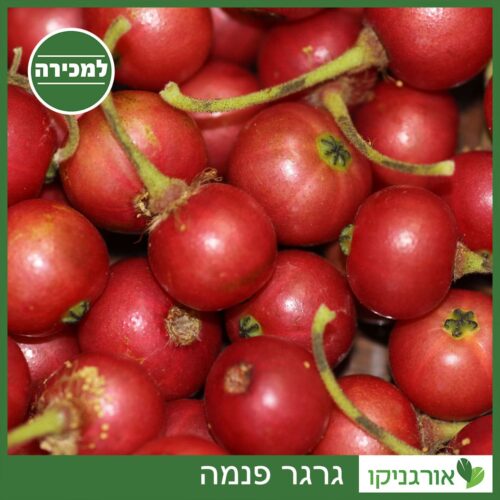 גרגר פנמה למכירה - מחיר