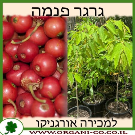 גרגר פנמה למכירה - מחיר