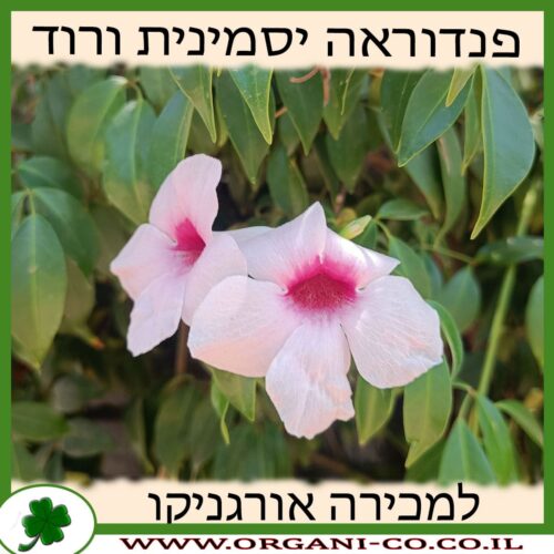 פנדוראה יסמינית ורוד 10 ליטר למכירה - מחיר