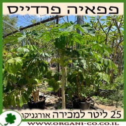 פפאיה פרדייס 25 ליטר