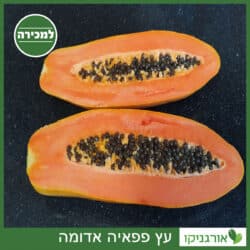 פפאיה אדומה 25 ליטר