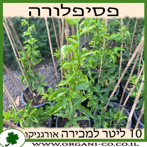 פסיפלורה אכילה 10 ליטר למכירה - מחיר