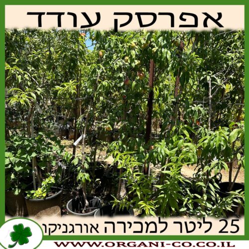 אפרסק עודד 25 ליטר למכירה - מחיר