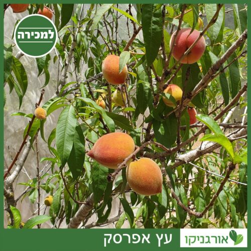 עץ אפרסק למכירה - מחיר