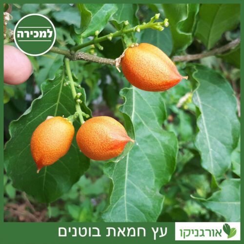 עץ חמאת הבוטנים - למכירה - מחיר