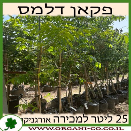 אגוז פקאן דלמס 25 ליטר למכירה - מחיר