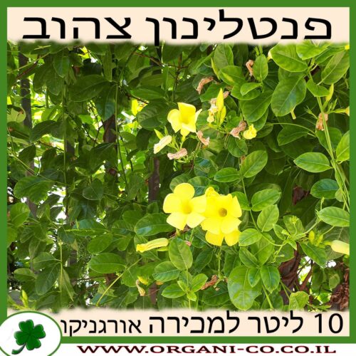 פנטלינון צהוב 10 ליטר למכירה - מחיר