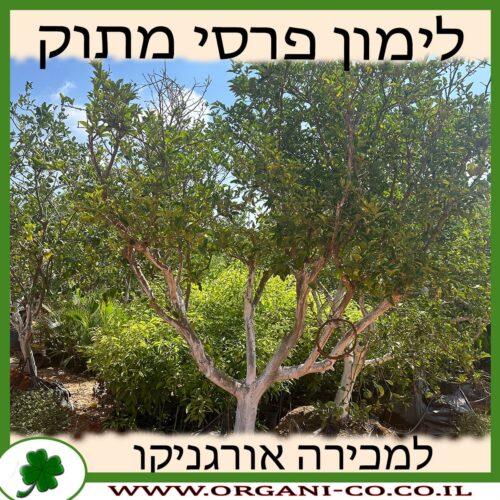 לימון פרסי מתוק בוגר 4-6 צול למכירה - מחירה