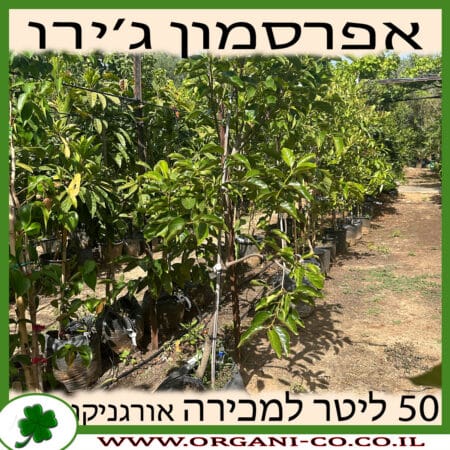 אפרסמון ג'ירו 50 ליטר למכירה - מחיר