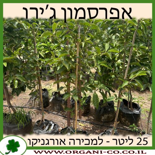 אפרסמון ג'ירו 25 ליטר למכירה - מחיר