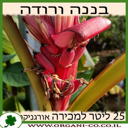 בננה ורודה למכירה - מחיר