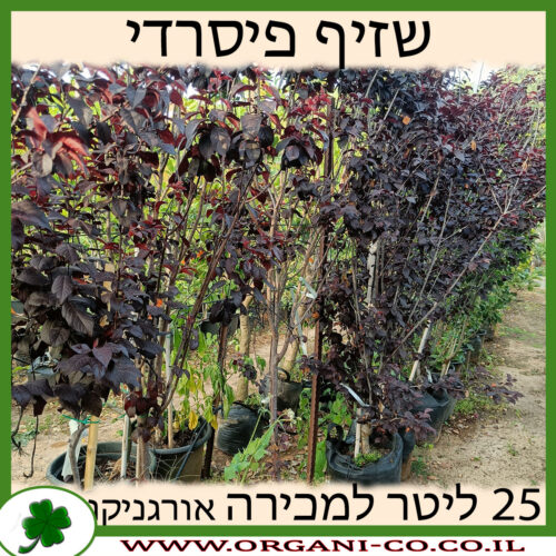 שזיף פיסרדי אדום 25 ליטר למכירה - מחיר