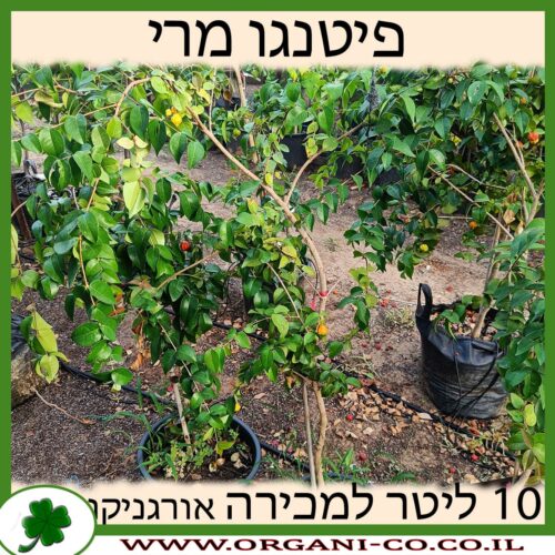 פיטנגו מרי 10 ליטר למכירה - מחיר