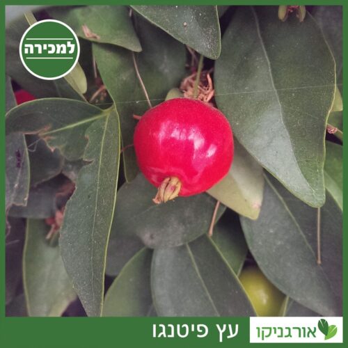 עץ פיטנגו למכירה - מחיר