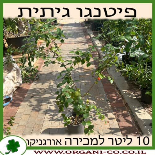 פיטנגו גיתית 10 ליטר למכירה - מחיר