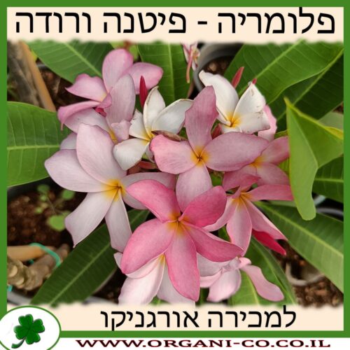 פלומריה ריחנית ורודה - פיטנה למכירה - מחיר