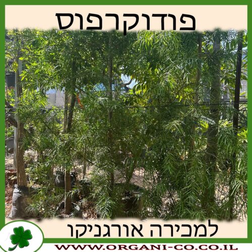 פודוקרפוס גדול עלים למכירה - מחיר