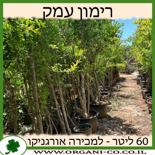 רימון עמק 60 ליטר למכירה - מחיר