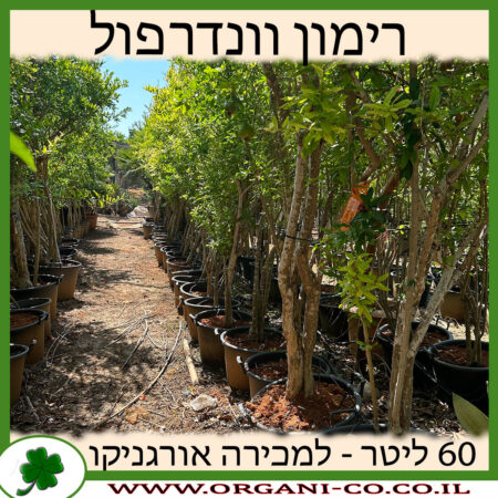 רימון וונדרפול 60 ליטר למכירה - מחיר