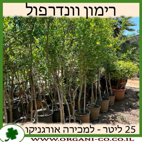 רימון וונדרפול 25 ליטר למכירה - מחיר