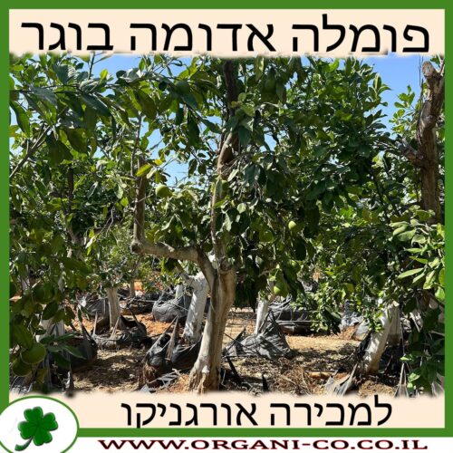 פומלה אדומה – עץ בוגר למכירה - מחיר