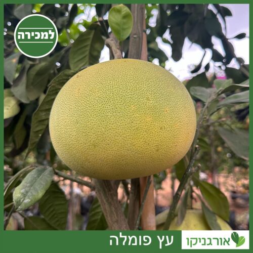 עץ פומלה למכירה - מחיר