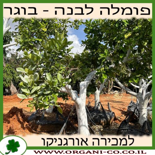 פומלה לבנה - עץ בוגר 5-8 צול למכירה - מחיר