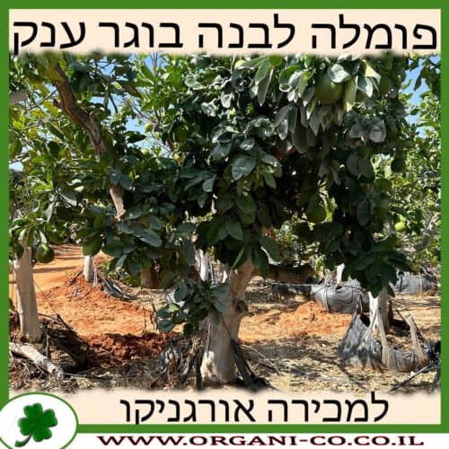 פומלה לבנה בוגר ענק למכירה - מחיר