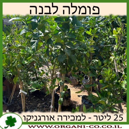 פומלה לבנה 25 ליטר למכירה - מחיר