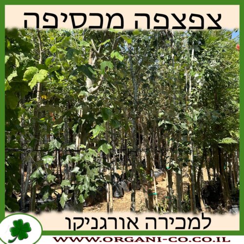 צפצפה מכסיפה למכירה - מחיר