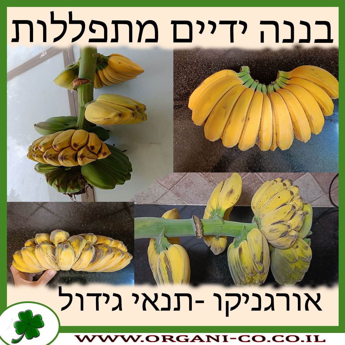 בננה ידיים מתפללות תנאי גידול