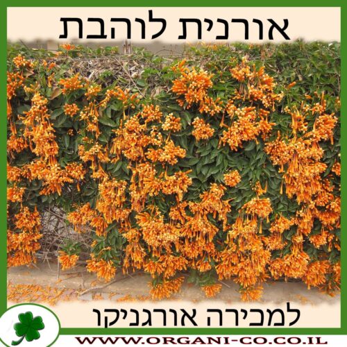 אורנית לוהבת למכירה - מחיר