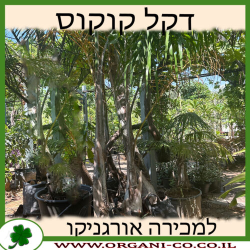 עץ דקל קוקוס לנכירה - מחיר