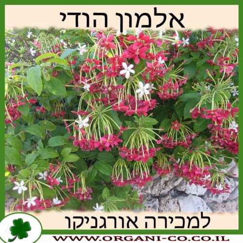 אלמון הודי למכירה - מחיר