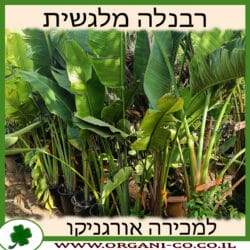 רבנלה מלגשית 10 ליטר