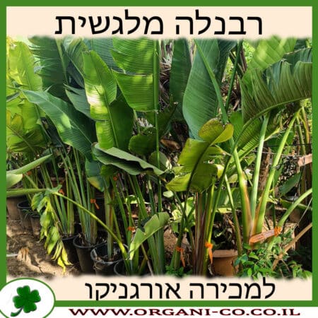 רבנלה מלגשית למכירה - מחיר