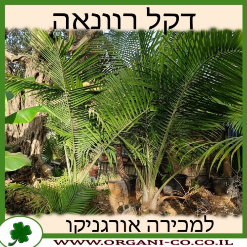 דקל רוונאה למכירה - מחיר