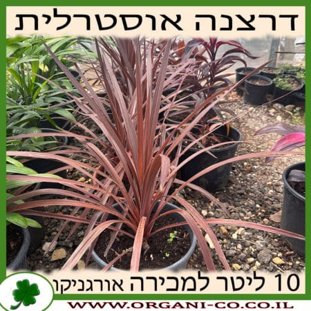 דרצנה אוסטרלית אדומה 10 ליטר למכירה מחיר