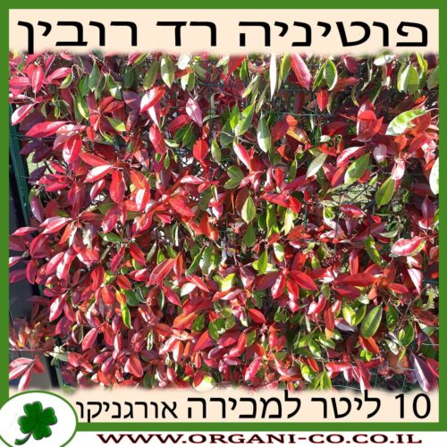 פוטיניה רד רובין 10 ליטר למכירה - מחיר