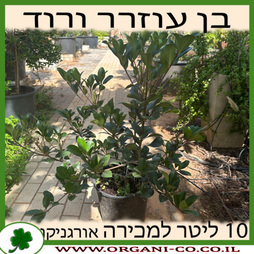 בן עוזרר הודי ורוד 10 ליטר למכירה - מחיר