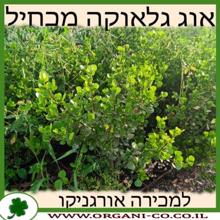 אוג גלאוקה מכחיל למכירה - מחיר