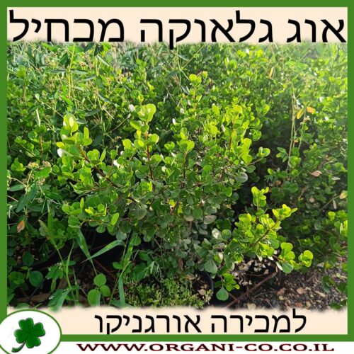 אוג גלאוקה מכחיל למכירה - מחיר