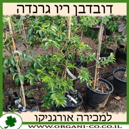 דובדבן ריו גרנדה למכירה - מחיר