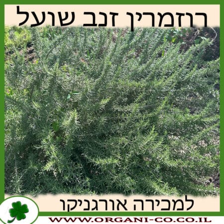 רוזמרין זנב שועל 10 ליטר למכירה - מחיר