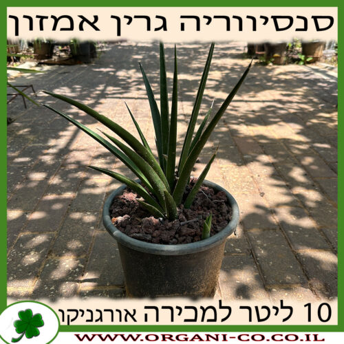 סנסיווריה אמזון גרין 10 ליטר למכירה - מחיר