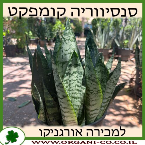 סנסיווריה ירוקה עלה רחב קומפקט 10 ליטר למכירה - מחיר