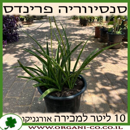 סנסיווריה פרנדס 10 ליטר למכירה - מחיר