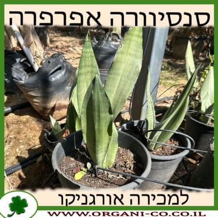 סנסיווריה אפרפרה 10 ליטר למכירה - מחיר