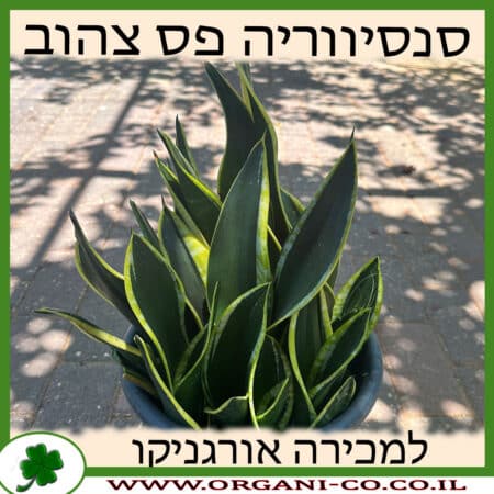 סנסיווריה פס צהוב ננסי 10 ליטר למכירה - מחיר